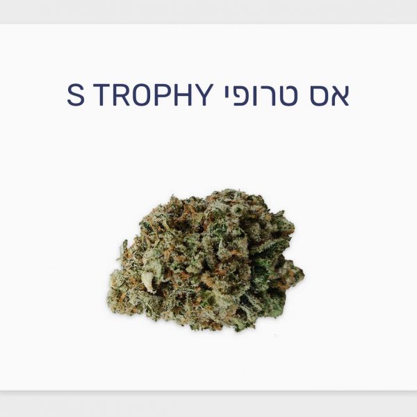 סקירת זן אס טרופי – תפרחת קנאביס רפואי של Qwest, מותג הקראפט פרימיום המוביל בקנדה