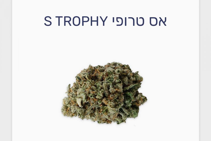 סקירת זן אס טרופי – תפרחת קנאביס רפואי של Qwest, מותג הקראפט פרימיום המוביל בקנדה