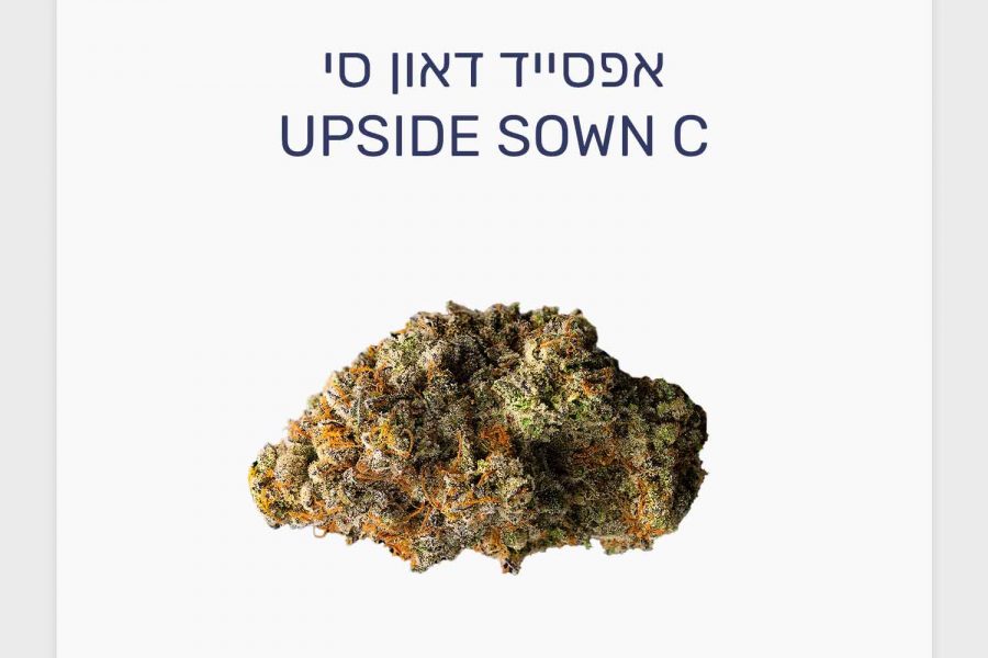 סקירת זן אפסייד דאון סי – תפרחת קנאביס רפואי של BLKMKT, מותג הקראפט הפופולרי בקנדה