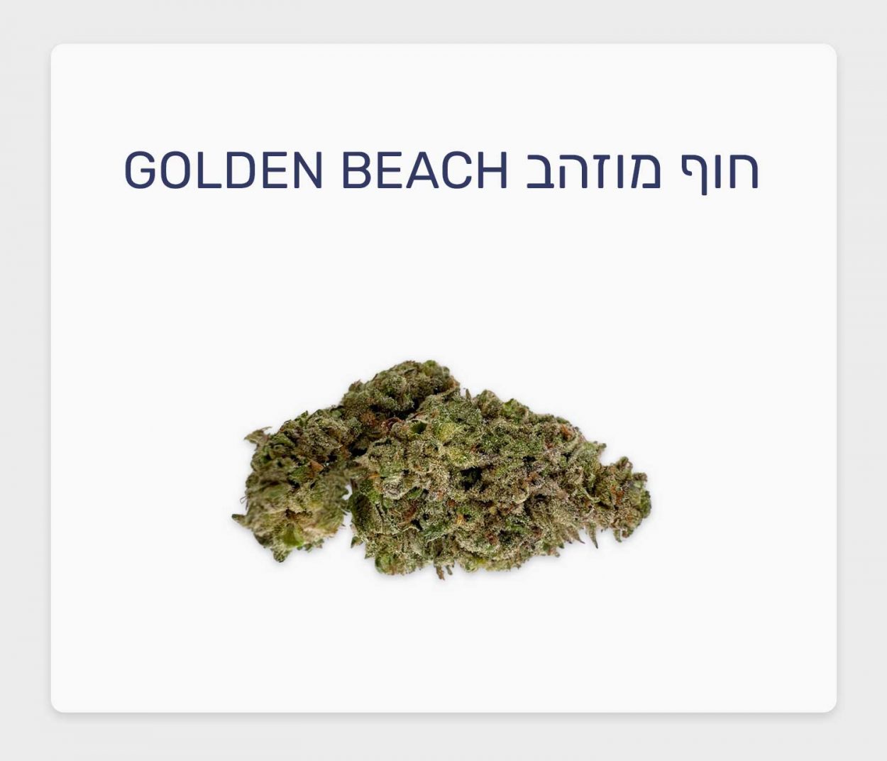 סקירת זן חוף מוזהב Golden Beach – תפרחת קנאביס סאטיבה T20/C4, בזלת