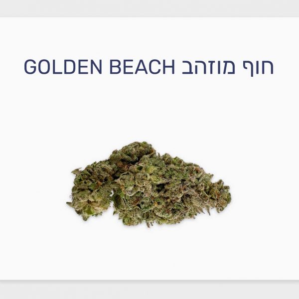 סקירת זן חוף מוזהב Golden Beach – תפרחת קנאביס סאטיבה T20/C4, בזלת
