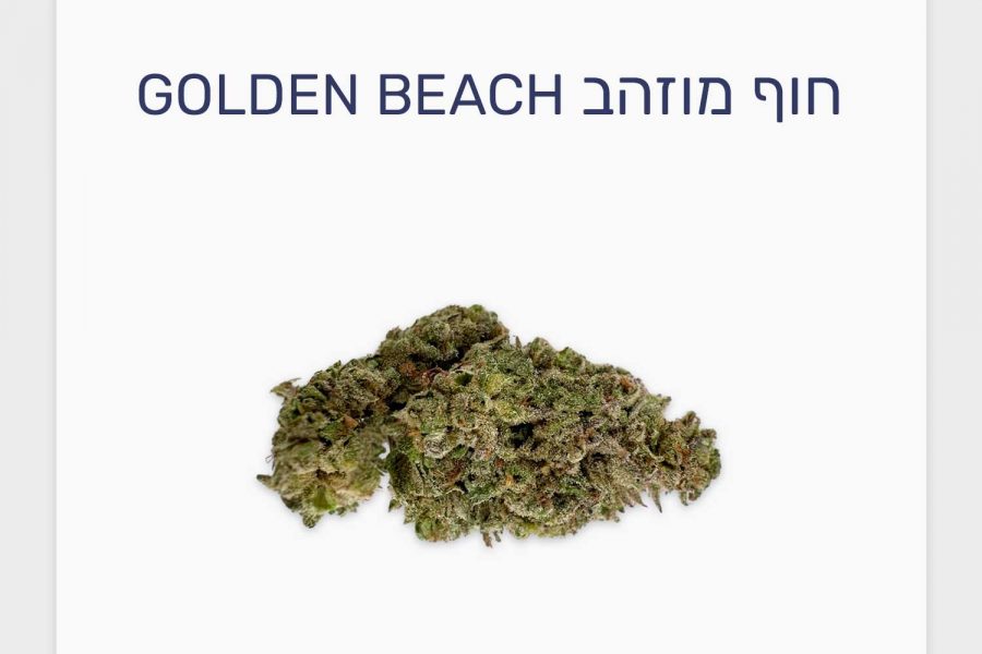 סקירת זן חוף מוזהב Golden Beach – תפרחת קנאביס סאטיבה T20/C4, בזלת
