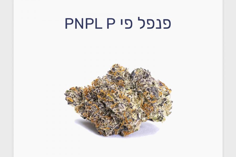 סקירת זן פנפל פי – תפרחת קנאביס רפואי של BLKMKT, מותג הקראפט הפופולרי בקנדה