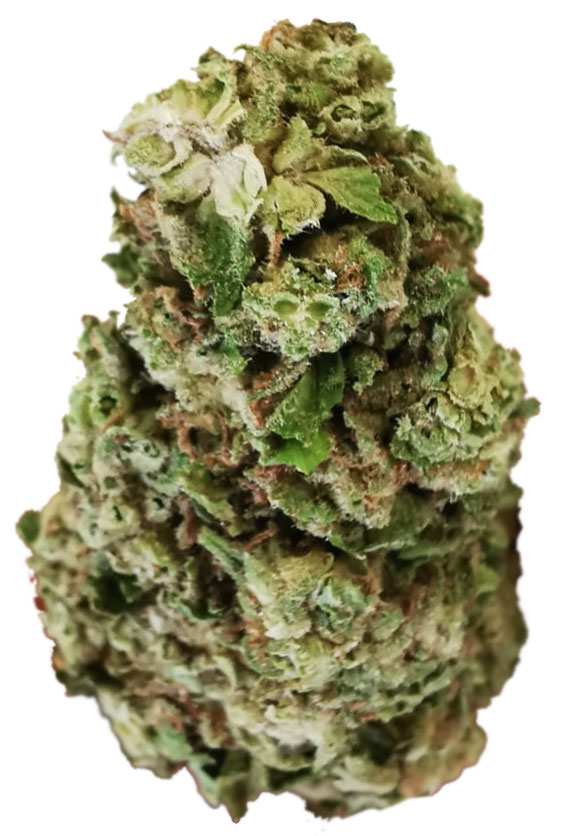 תפרחת טי אל וי גולד