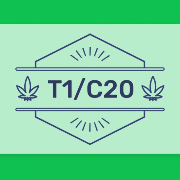 בשורה לאוהבי תפרחות ה-CBD: קטגוריית T1/C20 חוזרת עם הזן האהוב מטטרון של תיקון עולם