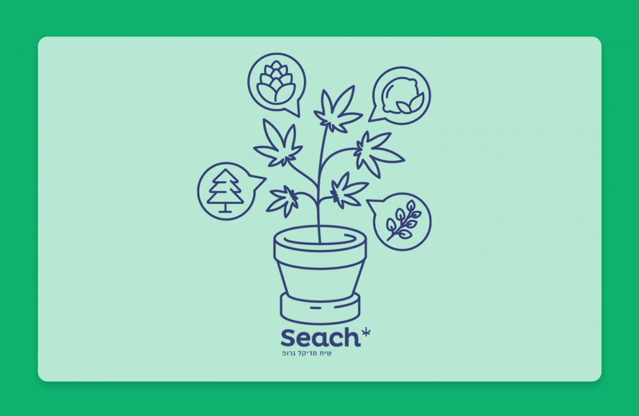 מדברים על טרפנים: פרופיל הטרפנים של זנים שונים בבתי המרקחת - והפעם, הזן סילבר סטאר