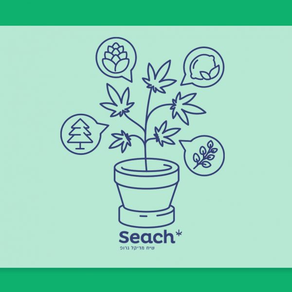 מדברים על טרפנים: פרופיל הטרפנים של זנים שונים בבתי המרקחת - והפעם, הזן סילבר סטאר