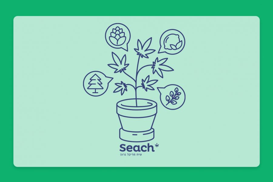 מדברים על טרפנים: פרופיל הטרפנים של זנים שונים בבתי המרקחת - והפעם, הזן סילבר סטאר