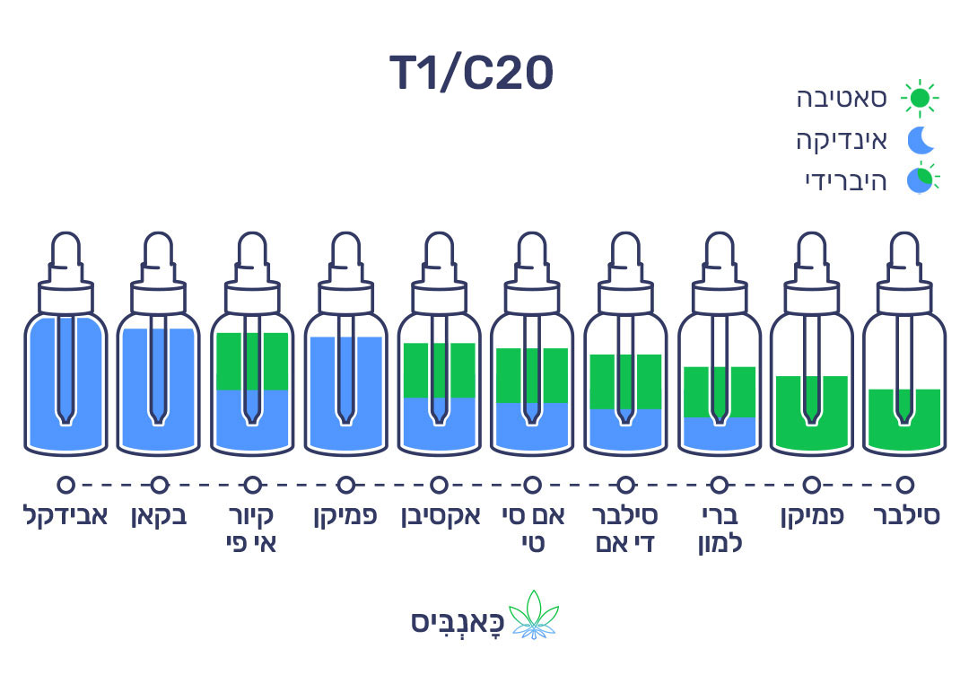 חודשי דצמבר 22 T1