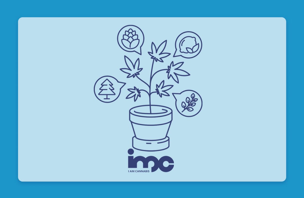 מדברים על טרפנים: פרופיל הטרפנים של זנים שונים בבתי המרקחת - הזן ווטרמלון זקיטלז