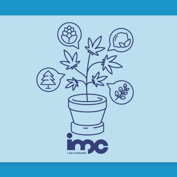 מדברים על טרפנים: פרופיל הטרפנים של זנים שונים בבתי המרקחת - הזן ווטרמלון זקיטלז