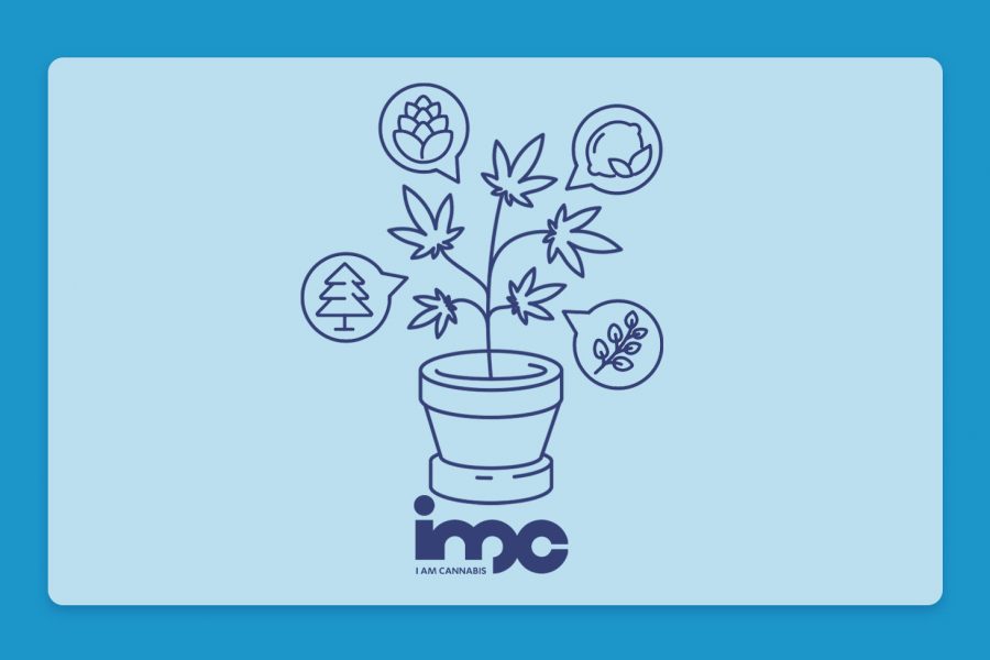 מדברים על טרפנים: פרופיל הטרפנים של זנים שונים בבתי המרקחת - הזן ווטרמלון זקיטלז