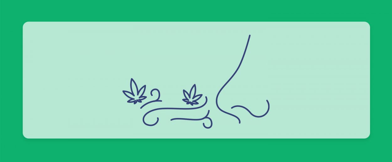 האף יודע: מחקר מצביע כי ארומת הקנאביס היא החשובה ביותר ממאפייניו, לא עוצמת ה-THC