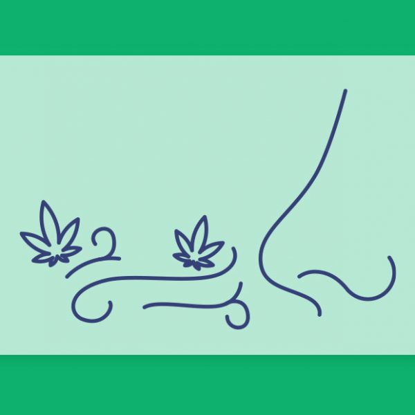 האף יודע: מחקר מצביע כי ארומת הקנאביס היא החשובה ביותר ממאפייניו, לא עוצמת ה-THC