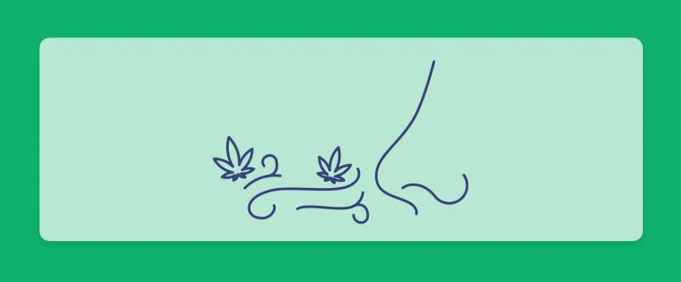 האף יודע: מחקר מצביע כי ארומת הקנאביס היא החשובה ביותר ממאפייניו, לא עוצמת ה-THC